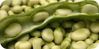 Beans