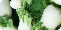 Fennel
